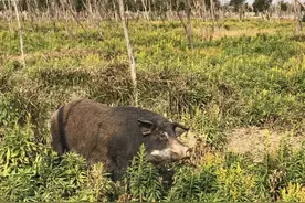 突然冲出！上海也出现“野猪”？相关部门：涉嫌违规图片