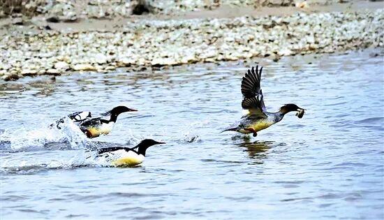 光影中的三门峡（563）