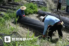 “三片叶子”致富，“林下”也有大作为！图片