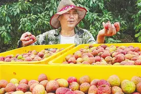 海南荔农利用无人机巡逻、喷药、施肥……科技助“荔”打造智慧果园图片