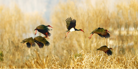 百鸟翔集绘生态画卷 大美卢氏邀您共赏