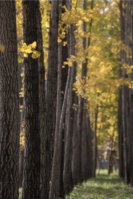 上海银杏浓度已达99％！这份含“金”浪漫别错过