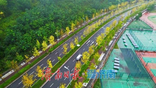 一年四季 泉在济南丨秋雨润泉城 新泺大街金甲披身入画来