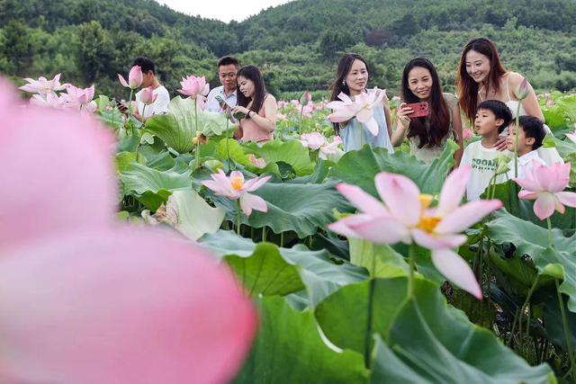 盛夏“荷”处去？三湘美景等你约……
