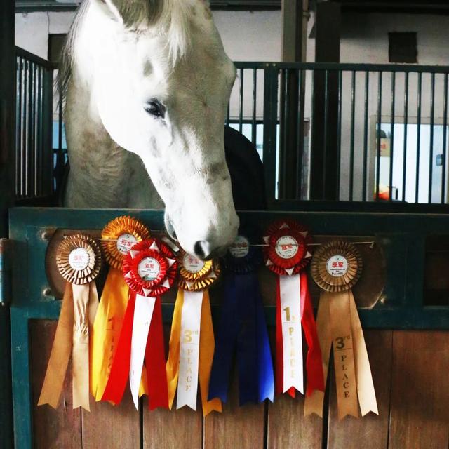 域见上海·域见奉贤｜马年遛娃好去处！奉贤这家马术俱乐部，能骑马、DIY马蹄铁……还藏着冠军马