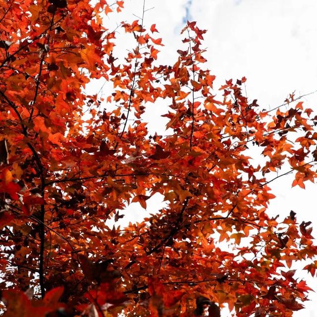 去有“枫”的地方，团风大崎山“枫”景正好！