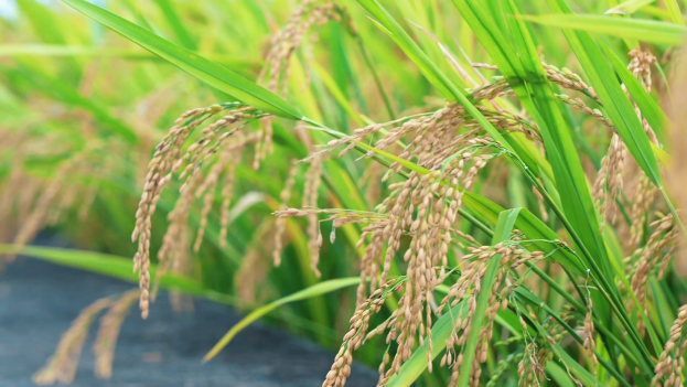 错过要等一年！椒江这片稻田封神了