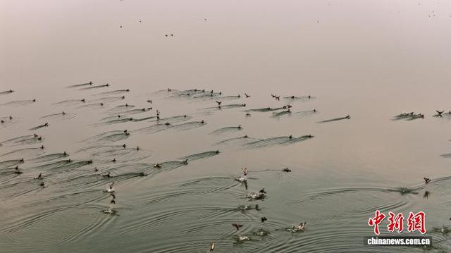 安徽沱湖：水鸟翔集景色美