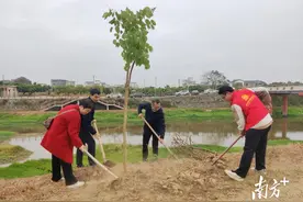 不负好春光！高州市分界镇一日添绿13.8亩图片