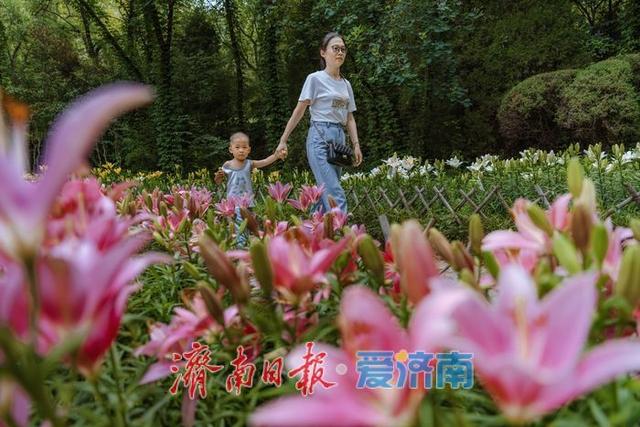 一年四季 泉在济南丨盛夏七月，济南红叶谷景区百合花迎来最佳观赏期