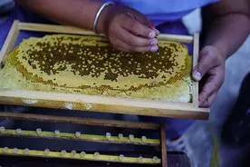 为缓解人象冲突，西双版纳村民养起了这种小动物图片