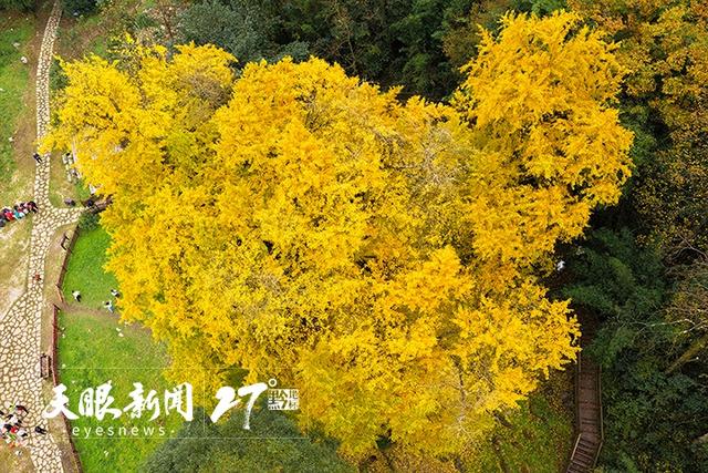 贵州长顺4700年“中华银杏王”迎来绝美观赏季