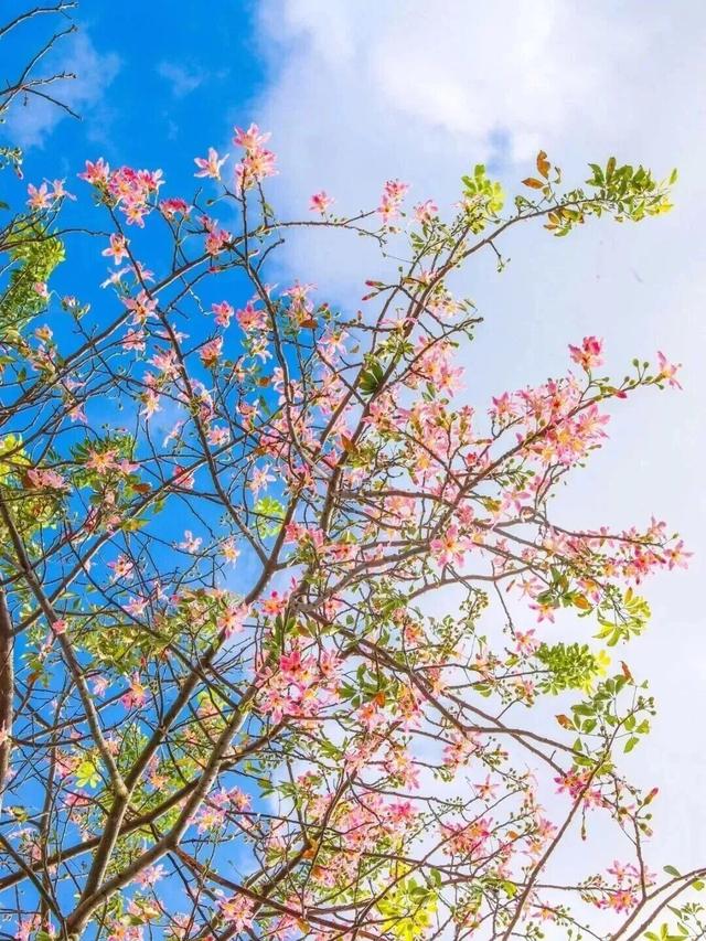 天气正好、花正开，去看粉色的东莞！