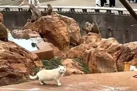 半岛叨叨丨猫住猴山为灭鼠？“猴子虐猫”冲上热搜第一！昆明动物园最新回应图片