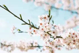 郭梅丨春分：春色正中分图片