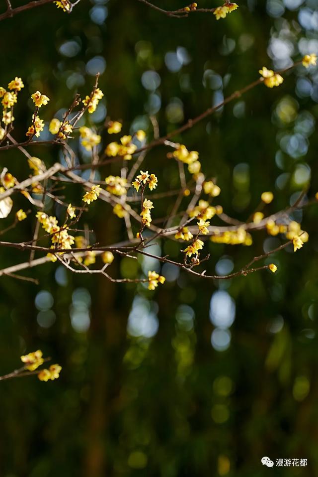 冬樱花、梅花、郁金香、虞美人......昆明最全赏花攻略请查收