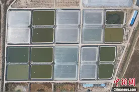 宁夏盐碱地里养“海鲜” 探索内陆地区“海鲜”养殖新模式图片