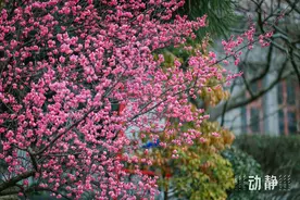 动静影像丨乱花渐欲迷人眼，河滨赏梅正逢时图片