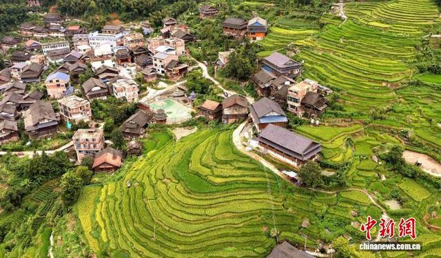 广西侗乡梯田美景入画来