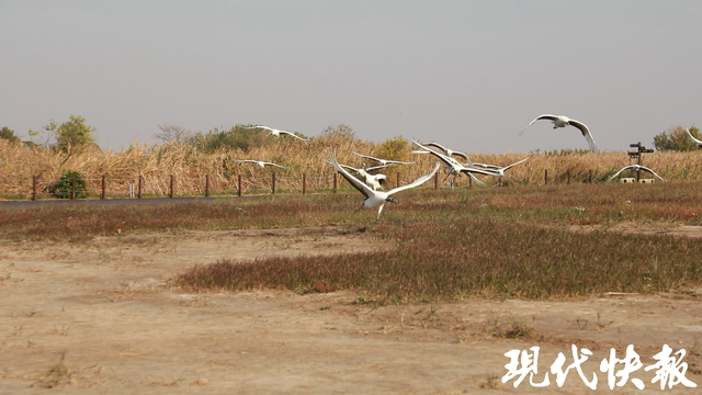 中美青少年相聚江苏盐城，以鹤为媒与世界对话