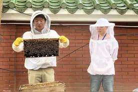 “520”也是世界蜜蜂日，专家：广东一年四季可采蜜图片