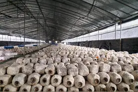 平菇满筐  奏响增收“圆舞曲”图片