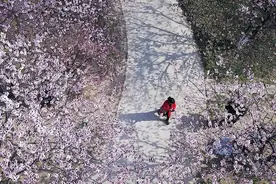 好奇点︱“朵朵开”“挤着开”“低头开”……长得差不多的花这些动作“出卖”了它图片