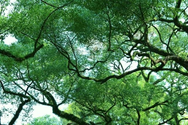 畅游＋避暑两不误！南宁“绿野仙踪”清凉图鉴→
