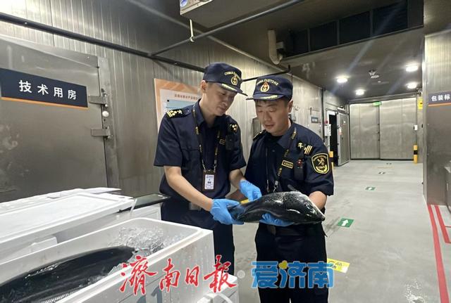 22吨挪威冰鲜三文鱼空运济南，从抵达到通关交付不到2小时