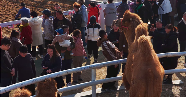 泰安汶河新区把文旅“冬资源”打造为消费“热引擎”