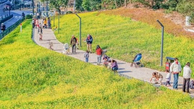 冬日罕见！城北有片花海盛开