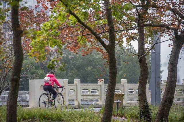 长宁的秋叶，红得醉人……