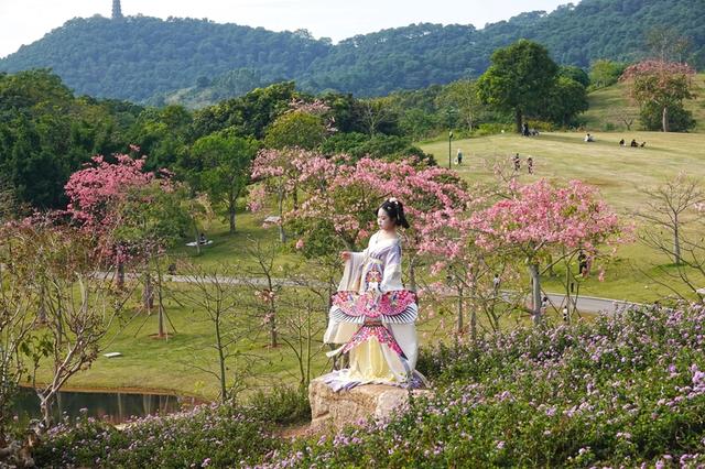 广西南宁：初冬赏花正当时