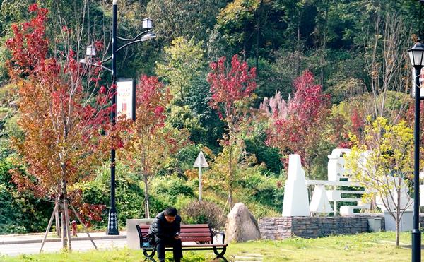 金秋漫红！在张家界武陵源巧遇好“枫”光