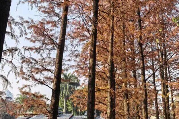 南宁冬日顶流变色了，这几个地方的落羽杉美到失语→