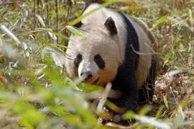 拍到啦！秦岭野生大熊猫的恋爱季来了……图片