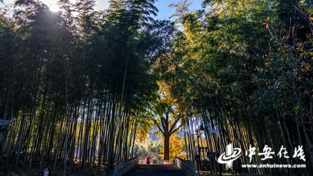 安徽巢湖：东庵森林公园山水康养秘境 绘就生态人文共荣图景