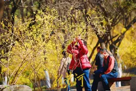 登千佛山能邂逅哪些“花海”？新黄河记者为您提前“探路”图片