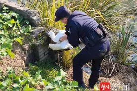 村民救了只叫唤个不停的受伤“大鹅”，竟是国家一级保护动物丹顶鹤图片