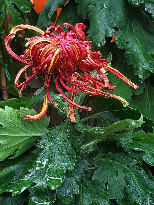 已开，免费！10万盆菊花、超多精彩活动等你来