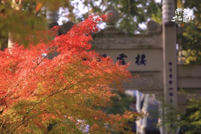 全国第二，南京栖霞山！