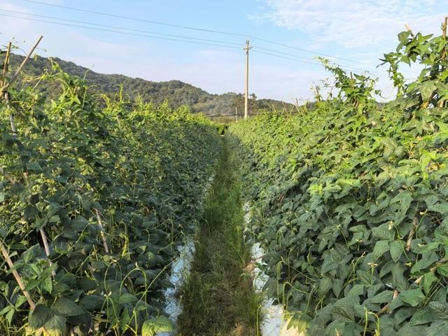 视觉增城｜“果”然有趣！快来正果邂逅甜蜜“丰”景