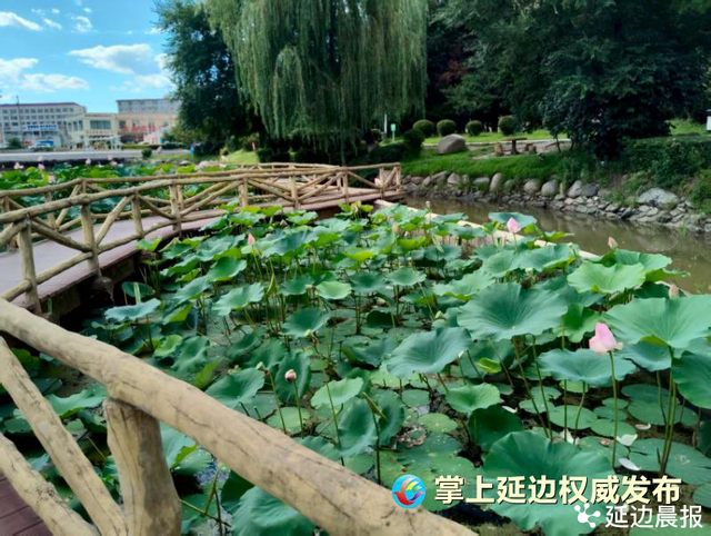 浪漫夏日，为“荷”到延边！赏荷地图来了~