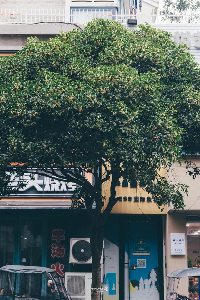 秋日限定“双骄”：从赏到玩转的完整攻略！