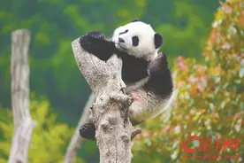 四川熊猫的大湾区情缘图片