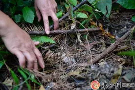 龙胜大山里枞菌采收忙图片