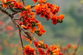 南国智库·财经观察丨“追花”游火热，海南花海经济如何一路生花？图片