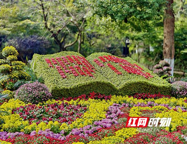 万紫千红撑起深秋颜值！岳麓山4万盆名菊等你打卡