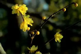 2025第一缕花香~千余株腊梅绽放在上海这个免费公园！图片
