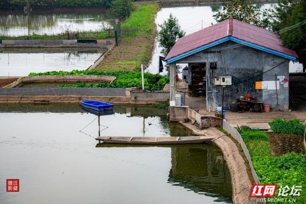 别追景点了！安乡这两个村，全是乡村最接地气的鲜活